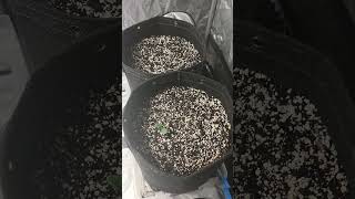 Grow tent update - May 24th