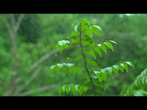 MÚSICA ZEN RELAJANTE PARA REDUCIR LA ANSIEDAD   MÚSICA ANTI ESTRES PARA CALMAR LA MENTE