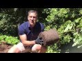 AVOCADO TREE PLANTING TIPS | IV Organic Sunblock 3-IN-1 For Trunk, Branches & Foliar Spray