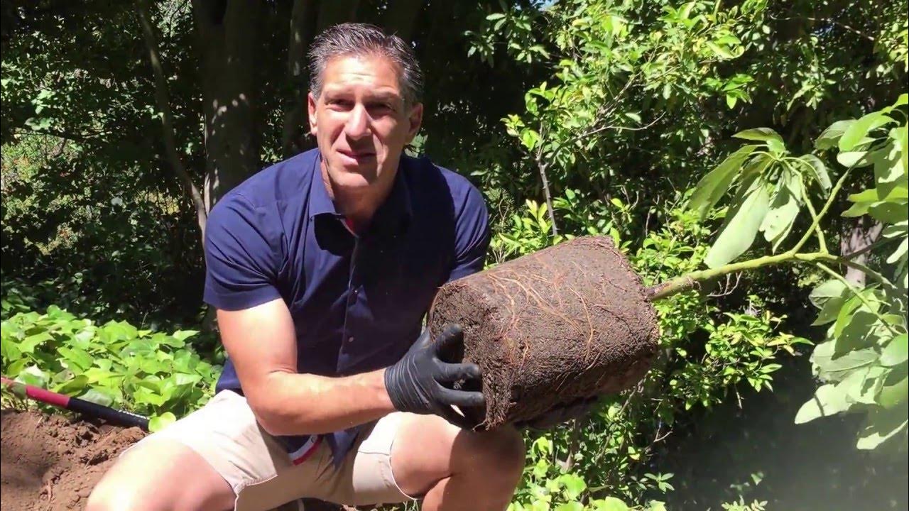 AVOCADO TREE PLANTING TIPS IV Organic Sunblock 3IN1 For Trunk