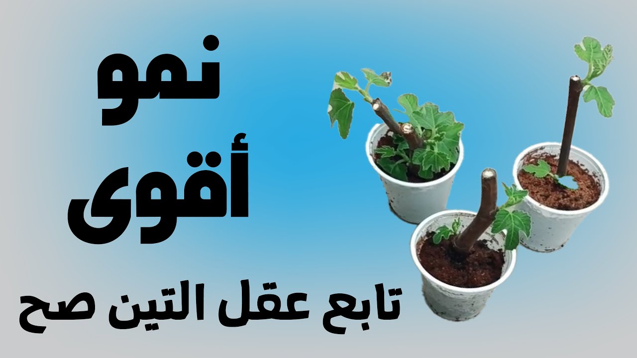 شاهد متابعة عقل التين وإزالة الحشائش الضارة 🌿🌳