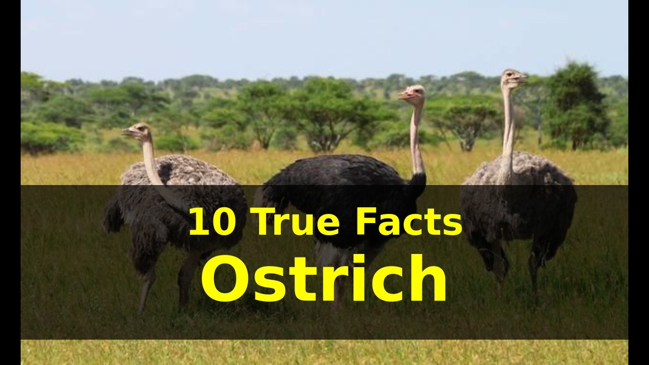 all about ostriches