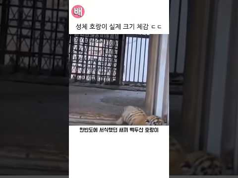 성체 호랑이 실제 크기 체감 ㄷㄷ