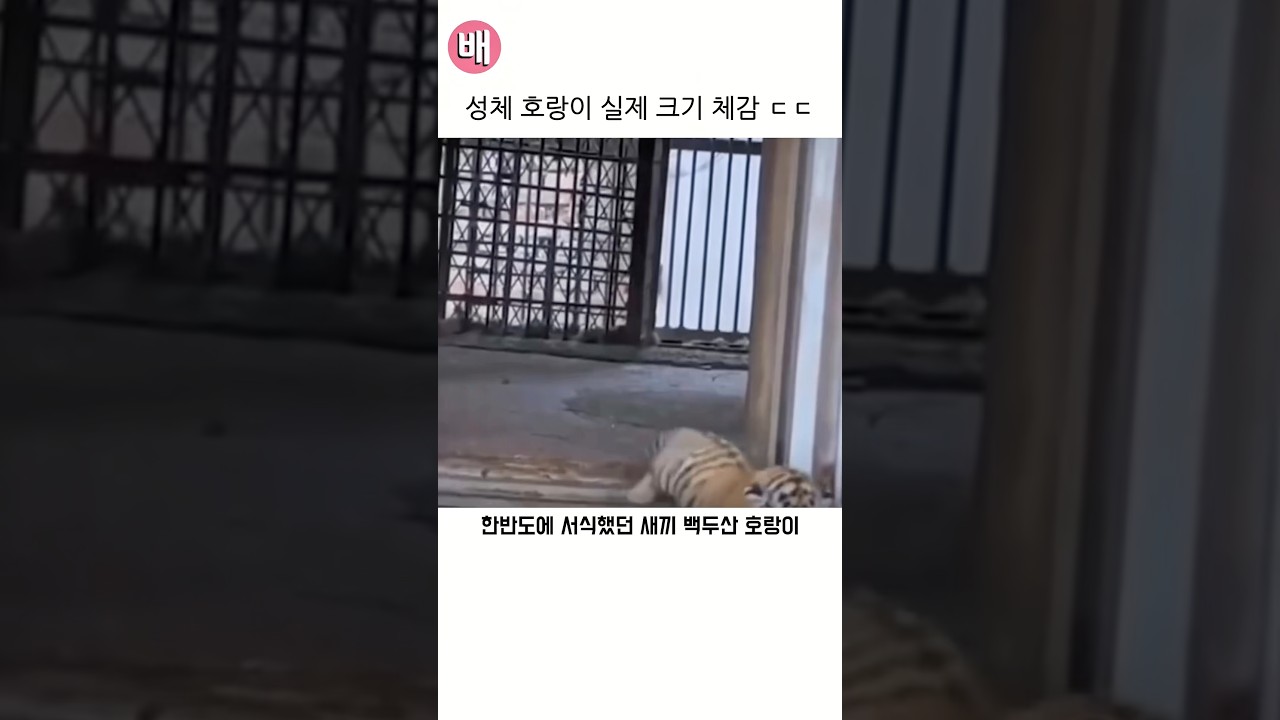 성체 호랑이 실제 크기 체감 ㄷㄷ