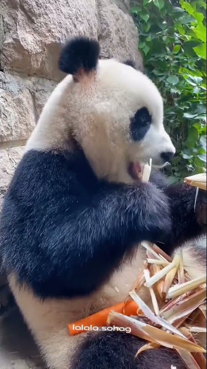 panda santuy