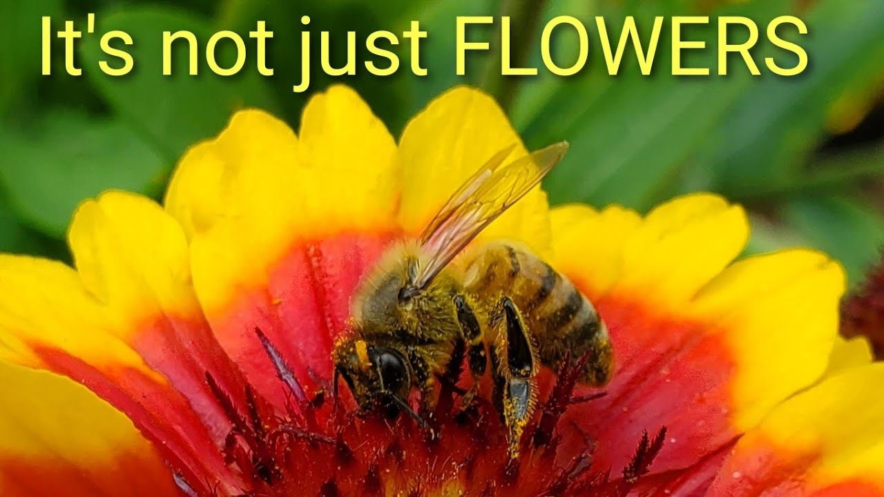 What do Bees Eat??? YouTube