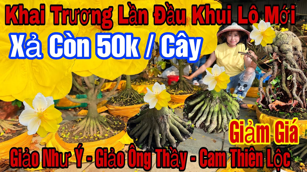 Mùng 9☎️0328868444☎️🌲Mai Vàng Giá Rẻ🌲Giảo Như Ý-Giảo Ông Thầy-Cam Thiên Lộc-Nhị Ngọc Toàn-Bình Lợi…🌲