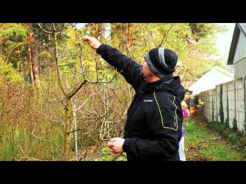 Video: Hrušky – pestovanie hrušiek v domácej záhrade