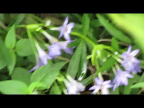 Como crescer Agapanthus.