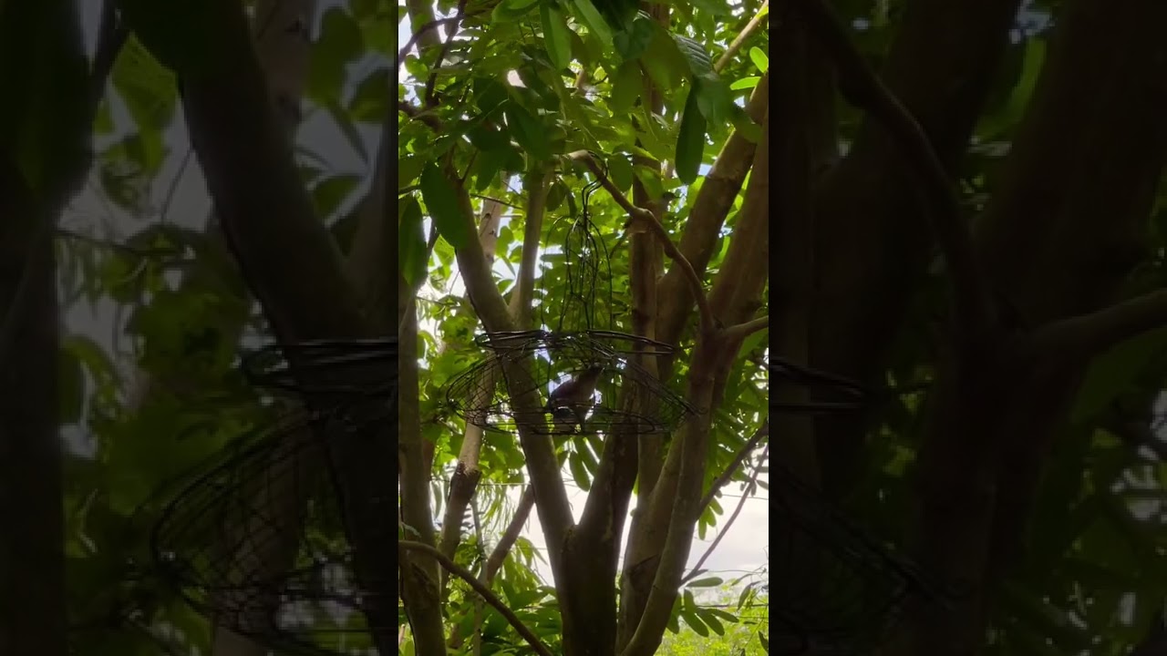 Trao trảo mồi cực vip 2022