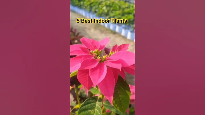 Best Indoor Plants 🏕 | Lucky Indoor Plants 🪴 | Easy To Grow Indoor Plants #shorts #viral #trending