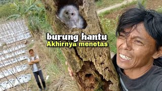 Akhirnya telur BURUNG HANTU udah menetas, anaknya unyu unyu cok..