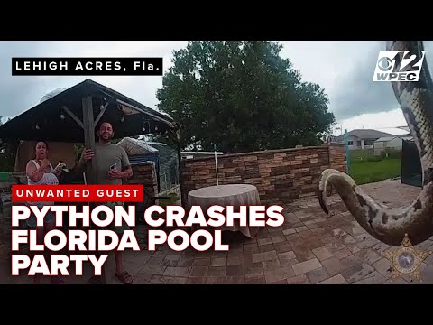 Python at the pool: Florida deputy wrangles snake in viral rescue video