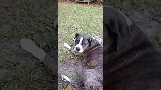 When nature sings #fypシ #viralvideo #howling #dog #singing #boxerdog #reels #shorts #viralvideo