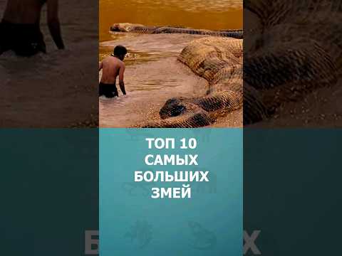 Топ 10 самых больших змей в мире #шортс #топ10 #змеи #ютубшортс #shorts #ytshorts #самыебольшие