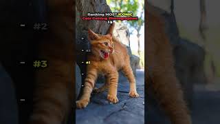 Most ICONIC Cats Getting Photographed 15 📸🐱
