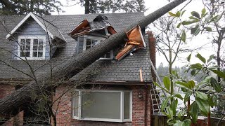 Dangerous Idiots Tree Felling With Chainsaw, Big Tree Removal Fails Falling On Houses