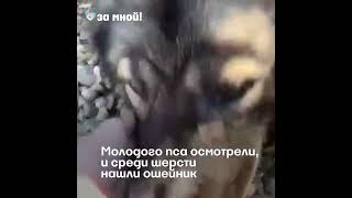 Собакъëн ищет дом! #помощьживотным #собаки #вдобрыеруки #москва