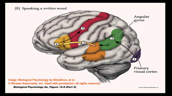 Brain and Behavior - Language of the Brain - DayDayNews