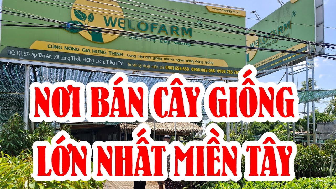 Mua cây giống  GIAO TẬN NHÀ RẤT NHANH - CHUYÊN SỈ VÀ LẺ
