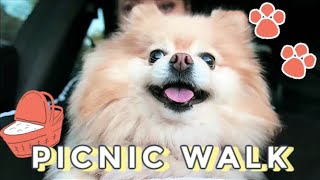 Pomeranian Picnic Walk