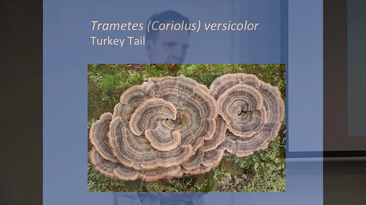 BNHC Talk: Why all mushrooms are magic, with Marti...