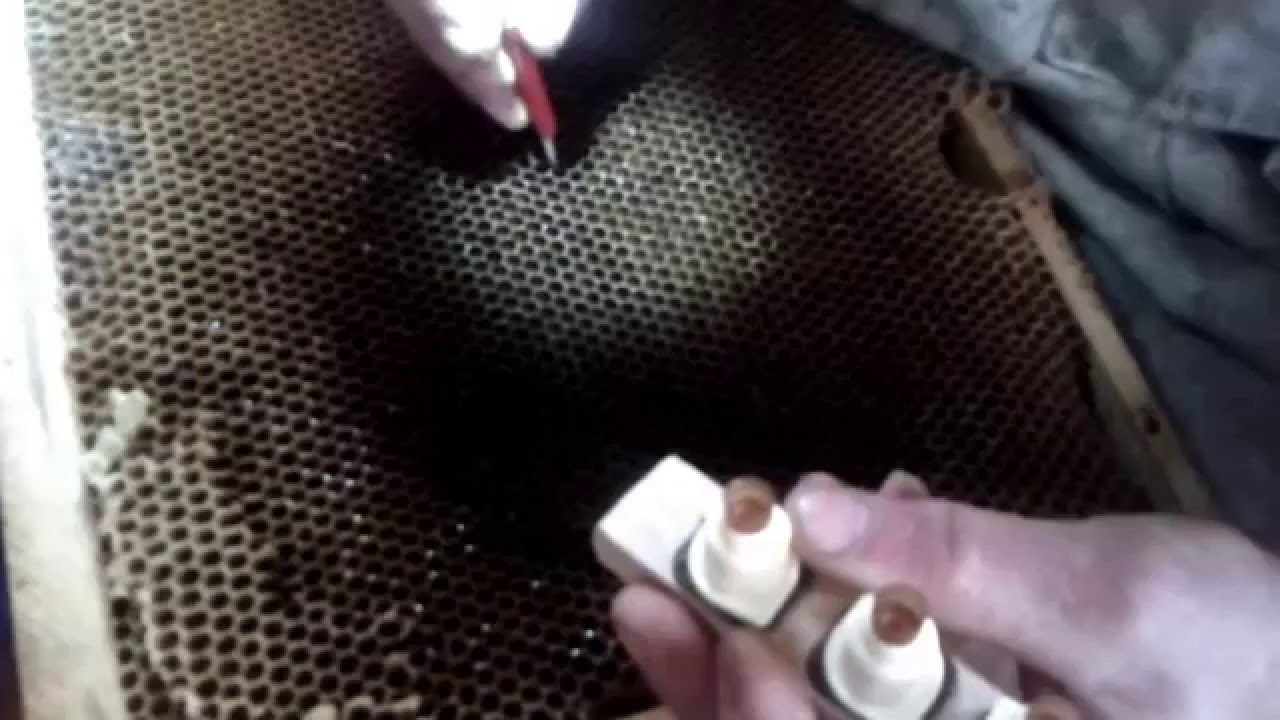 partea a 2-a cresterea matcilor -Istodorescu Vasile-Mehedinti