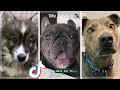 Funniest Doggos & Cutest Puppies of TikTok Compilation 🐶
