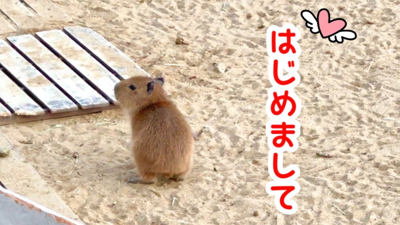 Милый детеныш капибары немного робкий [Izu Resort Villa, Япония]