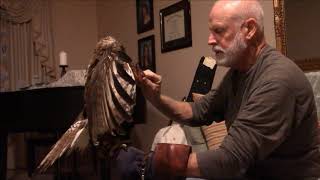 Part 1:Training Alice a red tailed hawk for falconry. Day 1