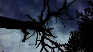 Malin Spjuth - Pinecones (Official Music Video)