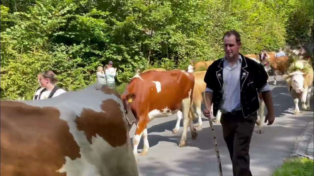 Swiss cow parade 🇨🇭 swiss lauterbrunnen YouTube