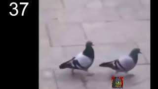 NEW The dankest and most offensive memes compilation 2020 #37