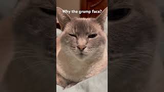 Why does Milky cat have a grumpy face today?  #catlovers #grumpycat #cutecat