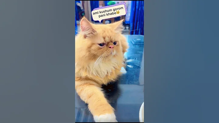 Video 11147111: water cute cat funny