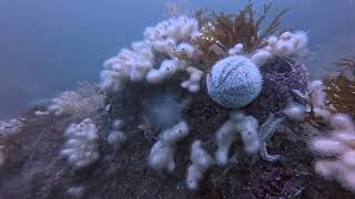 Cornwall Scuba Diving: Epic Boat Trip to The Manacles Reef (Stunning 4K Footage)