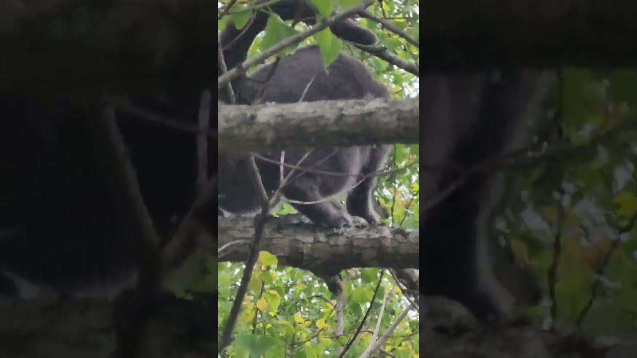 Bird and a Cat In A Tree 