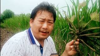 走进田园，种植菱角该如何引种？和基本管理要求您了解多少