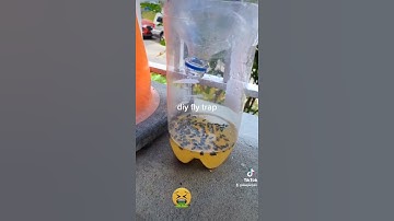 diy fly trap