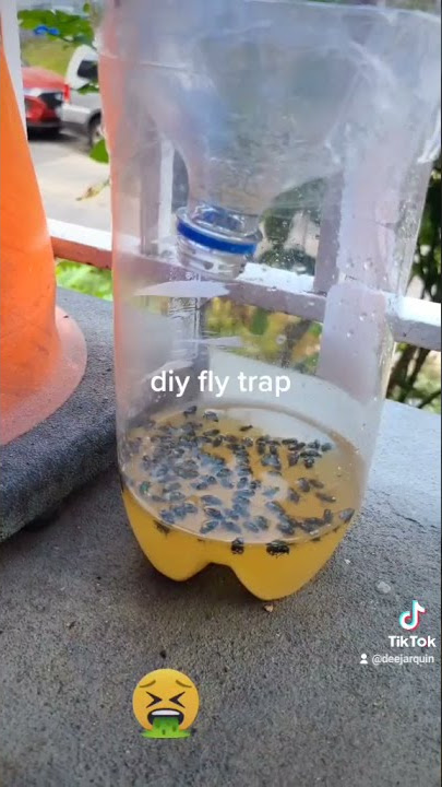 diy fly trap
