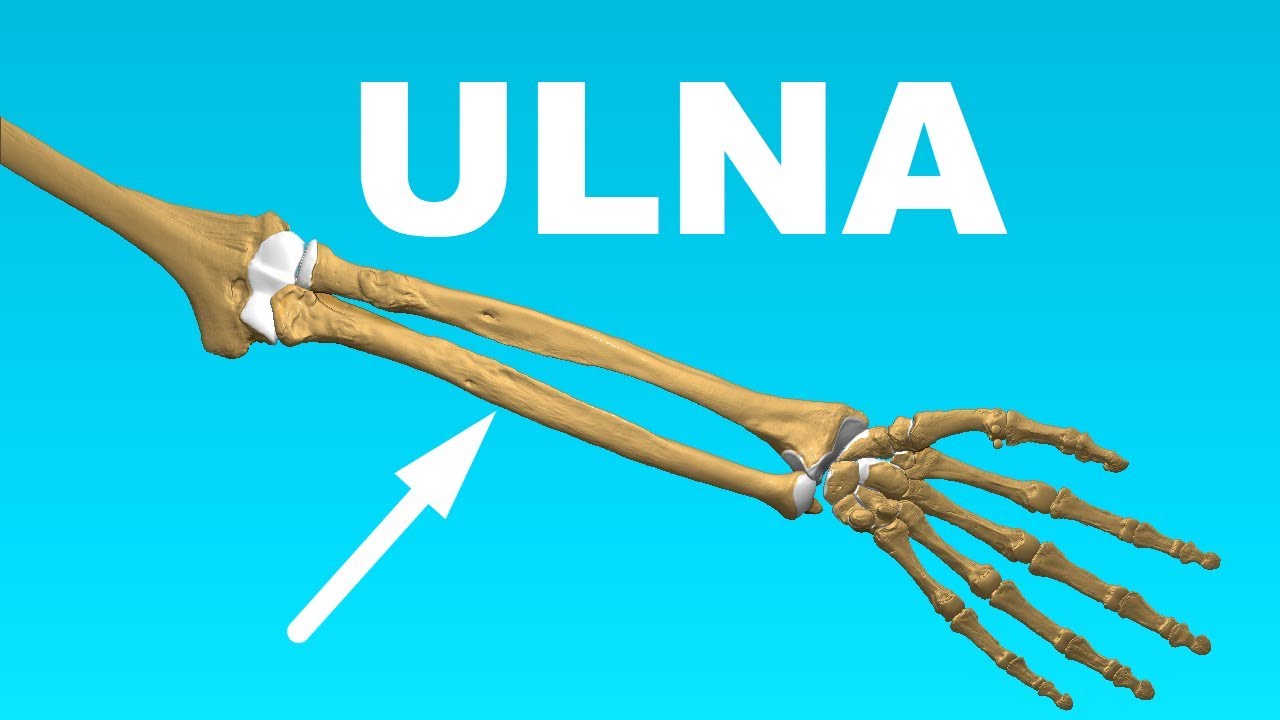 Anatomy Of The Arm Bones