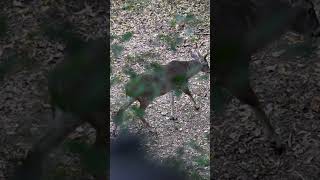 I Missed. No Wait! What?  #hunting