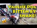 Vanlife Dog Bit by Rattlesnake | Mexico | Racing Down a Mountain