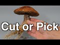 How to harvest wild mushrooms Cut or Pick