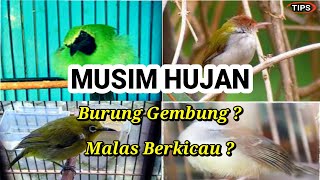 Bird Care During the Rainy Season | Quick Tips