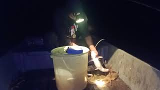 Menajur Baung Sungai Umpan Hidup Eps26