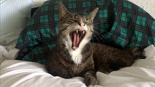 Cat Yawn Compilation