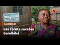 Cameroun  au cur des forts sacres de la pure tradition bamilk