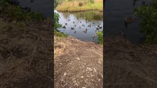 A giant group of ducks fighting for bread