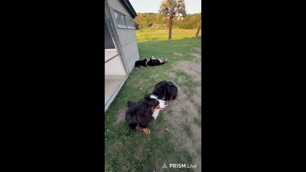 おっちゃんの日常ライブ配信